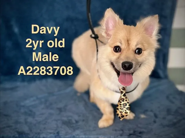 A young small-sized male Pomeranian dog named Davy for adoption in Van Nuys, CA