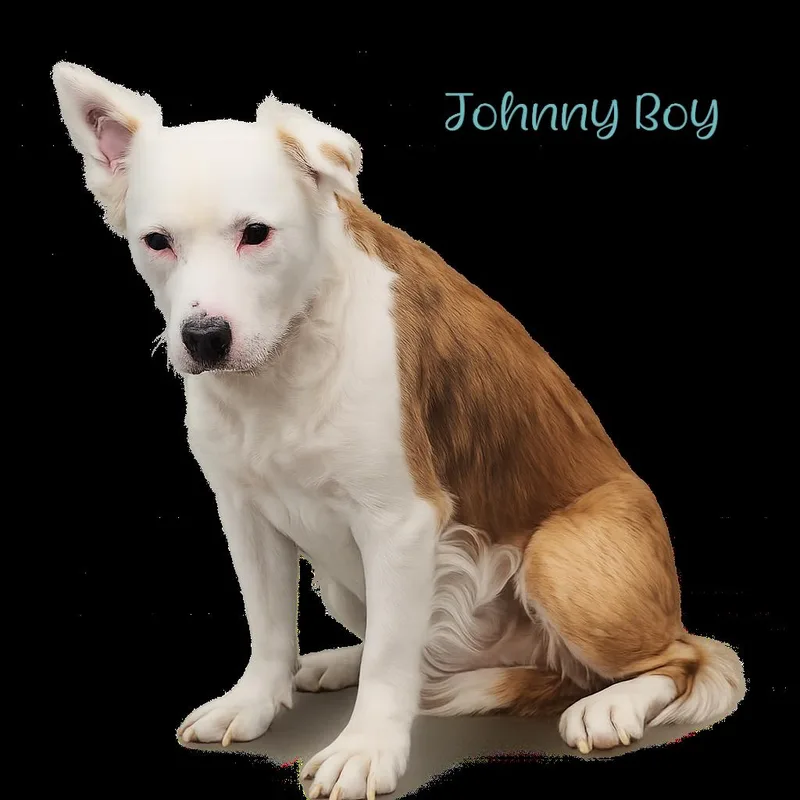 Johnny Boy