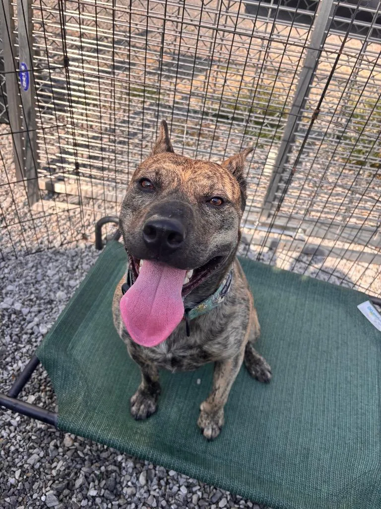 A young medium-sized male Pit Bull Terrier dog named John Cooper for adoption in Morgantown, KY