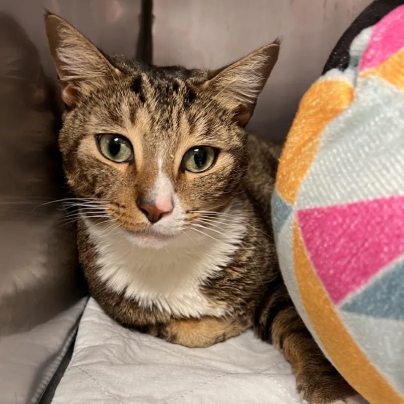 An adult large-sized male Brown / Chocolate Domestic Short Hair cat named Lucky for adoption in Oceanside, NY