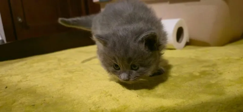 A baby medium-sized female Domestic Short Hair cat named Pheobe for adoption in Johnson City, TN