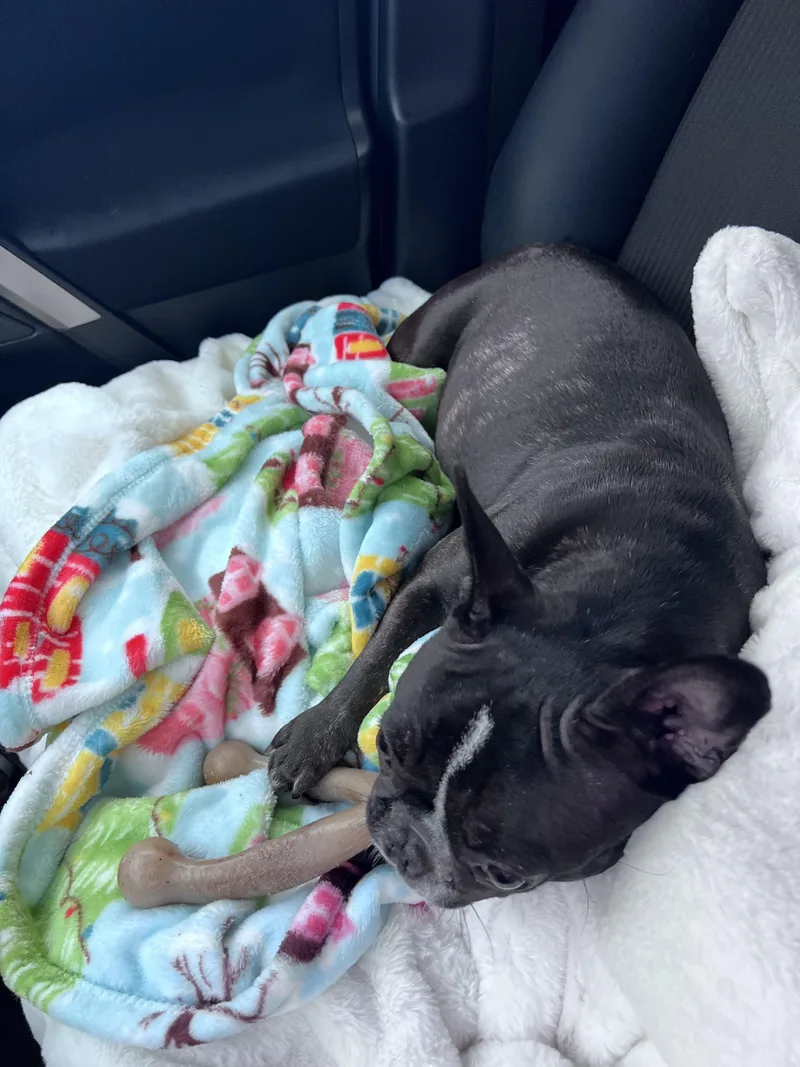 An adult small-sized female French Bulldog dog named Luna for adoption in modesto, CA