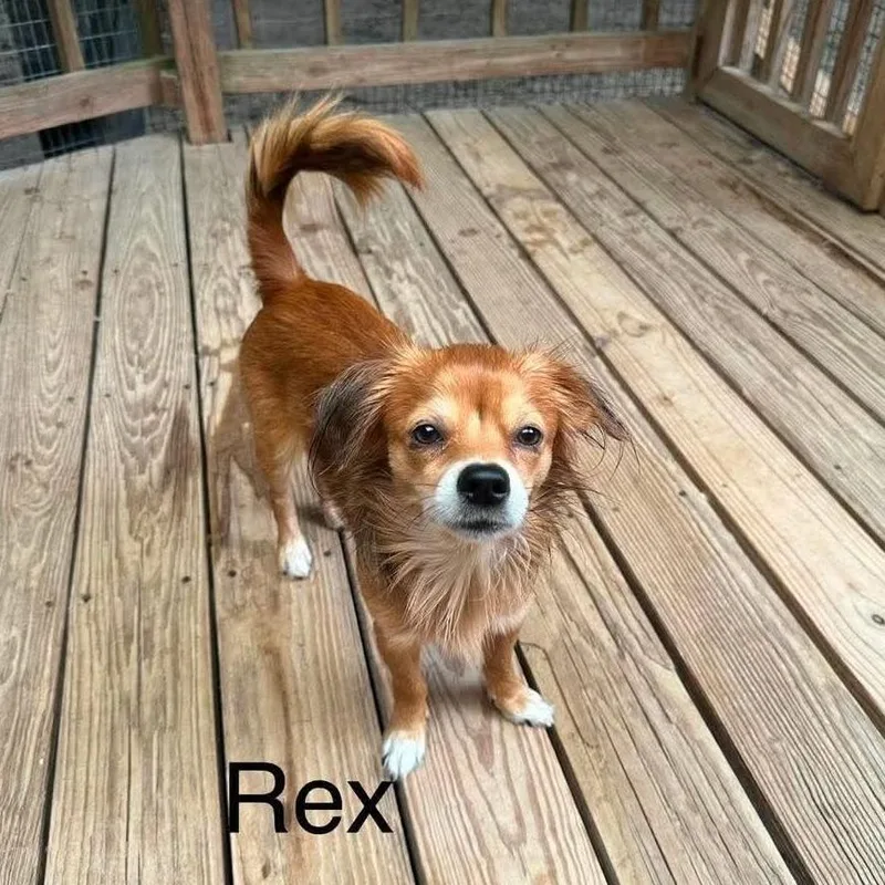Rexx D thumbnail 5