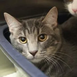 A young small-sized male Domestic Short Hair cat named Kronk for adoption in Coachella, CA