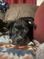 A young medium-sized female Black Mixed Breed dog named Artemis for adoption in Manitowoc, WI