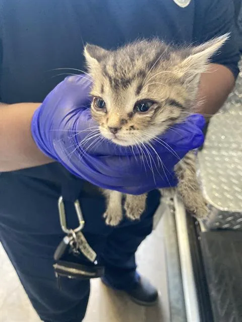 A baby small-sized female Domestic Short Hair cat named Abigail for adoption in Dallas, TX