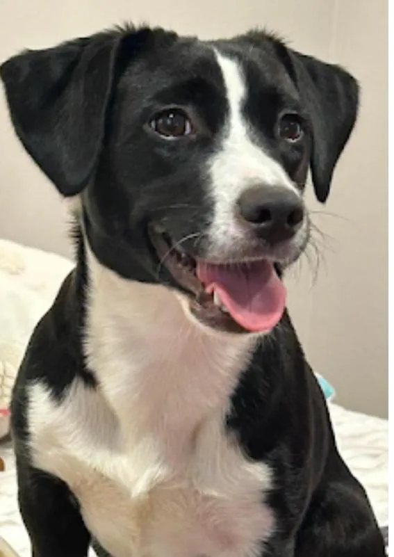 A young small-sized female Black English Springer Spaniel dog named Oreo for adoption in Westwood, NJ