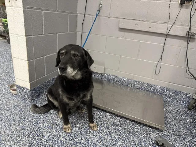 A senior medium-sized male Labrador Retriever dog named Dibo for adoption in Thousand Palms, CA