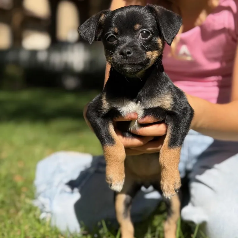 A baby small-sized female Tricolor (Brown, Black, & White) Chihuahua dog named Zoey for adoption in Redlands , CA