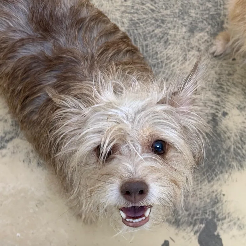 An adult small-sized female Brown / Chocolate Terrier dog named Daisy Chino Hills for adoption in Chino Hills, CA