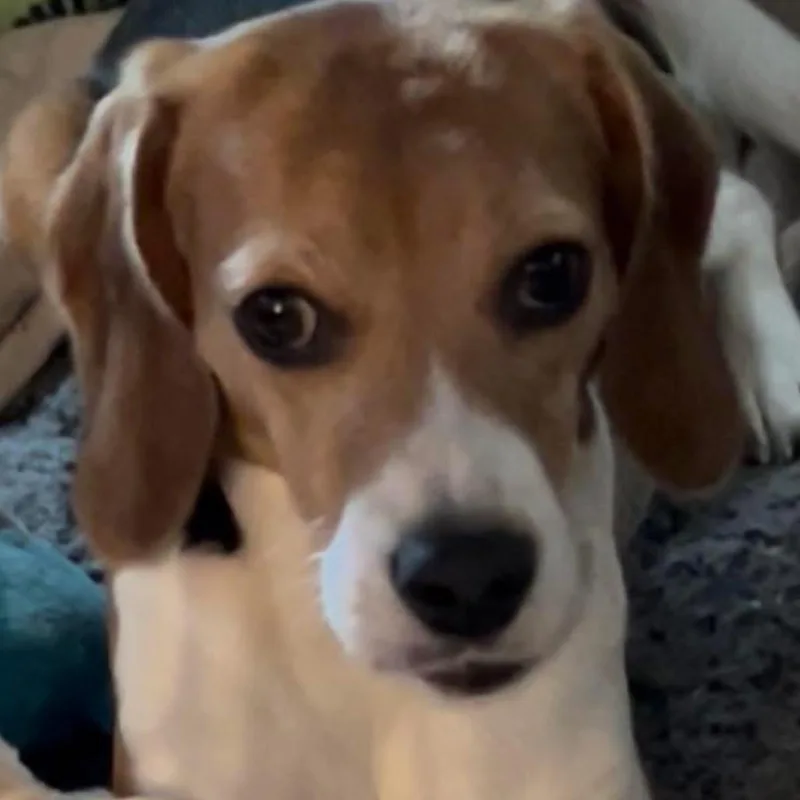 An adult small-sized female White / Cream Beagle dog named Nova for adoption in Milwaukee, WI
