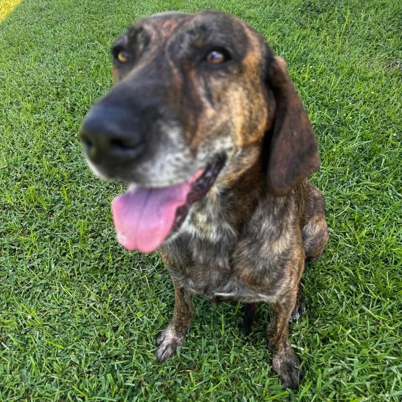 An adult medium-sized female Brown / Chocolate Hound dog named Juniper for adoption in Indiantown, FL