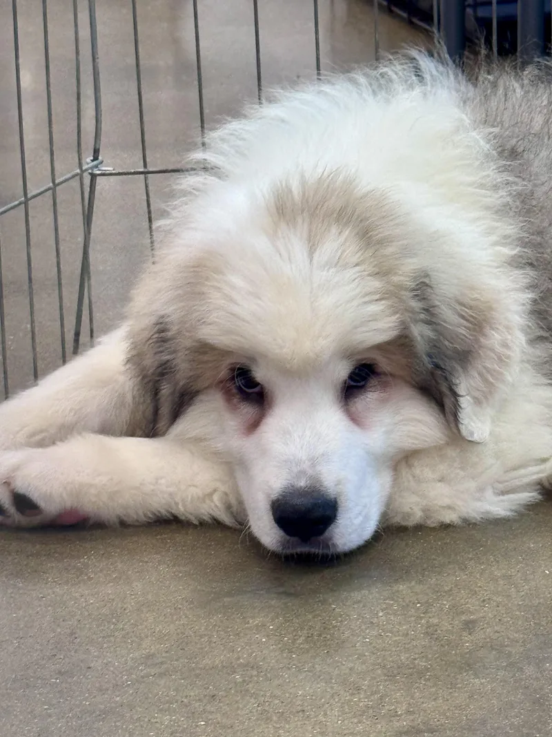 A young large-sized male Great Pyrenees dog named Kodiak for adoption in Washington, MO