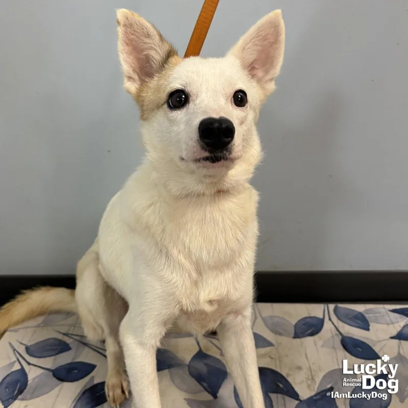 An adult small-sized female Terrier dog named Zinnia for adoption in Washington, DC