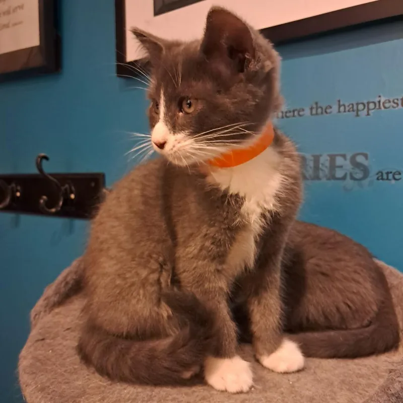 A baby small-sized male Gray / Blue / Silver Domestic Short Hair cat named Scramble C for adoption in Princeton, MN