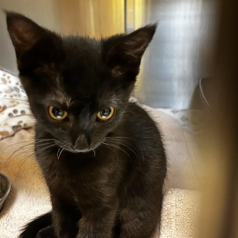 A baby small-sized female Black Domestic Short Hair cat named Joyce for adoption in Pacific Grove, CA