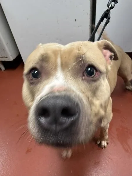 An adult medium-sized male Pit Bull Terrier dog named Simba for adoption in Salisbury, MD