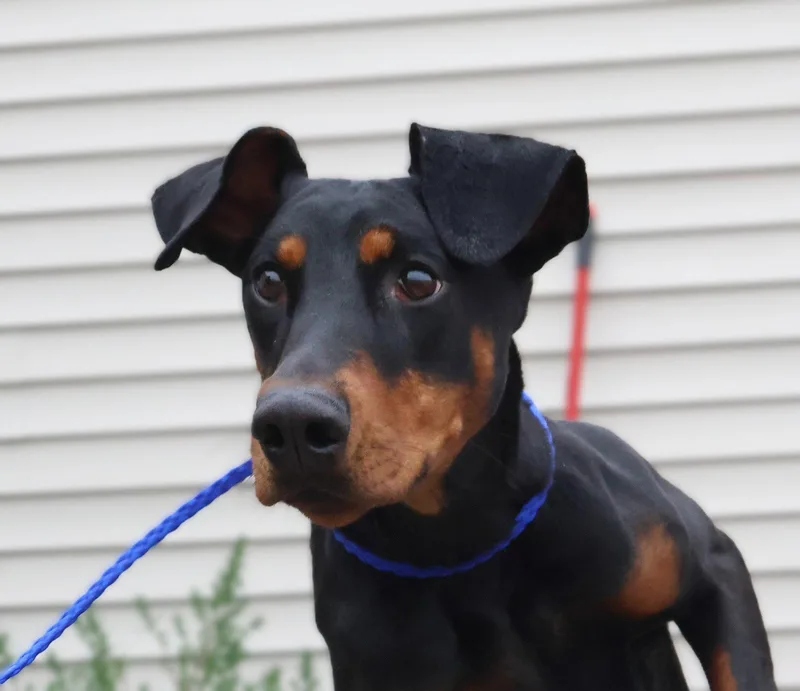 A young medium-sized female Doberman Pinscher dog named Violet for adoption in Omaha, NE