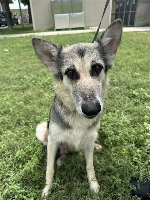 An adult medium-sized female German Shepherd Dog dog named Daisy for adoption in San Antonio, TX
