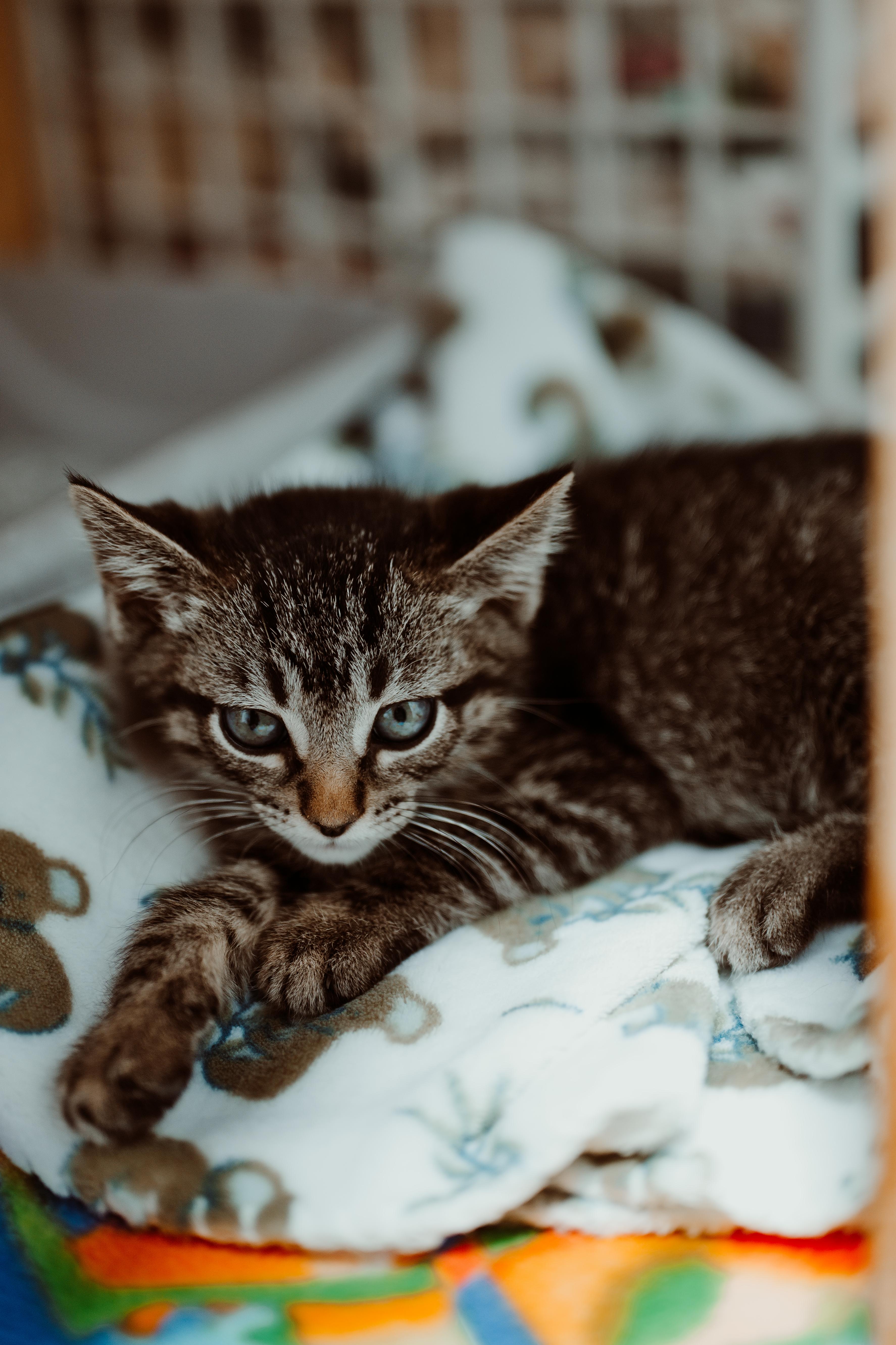 A baby medium-sized male Tabby (Brown / Chocolate) Domestic Short Hair cat named Plucky for adoption in Le Mars, IA