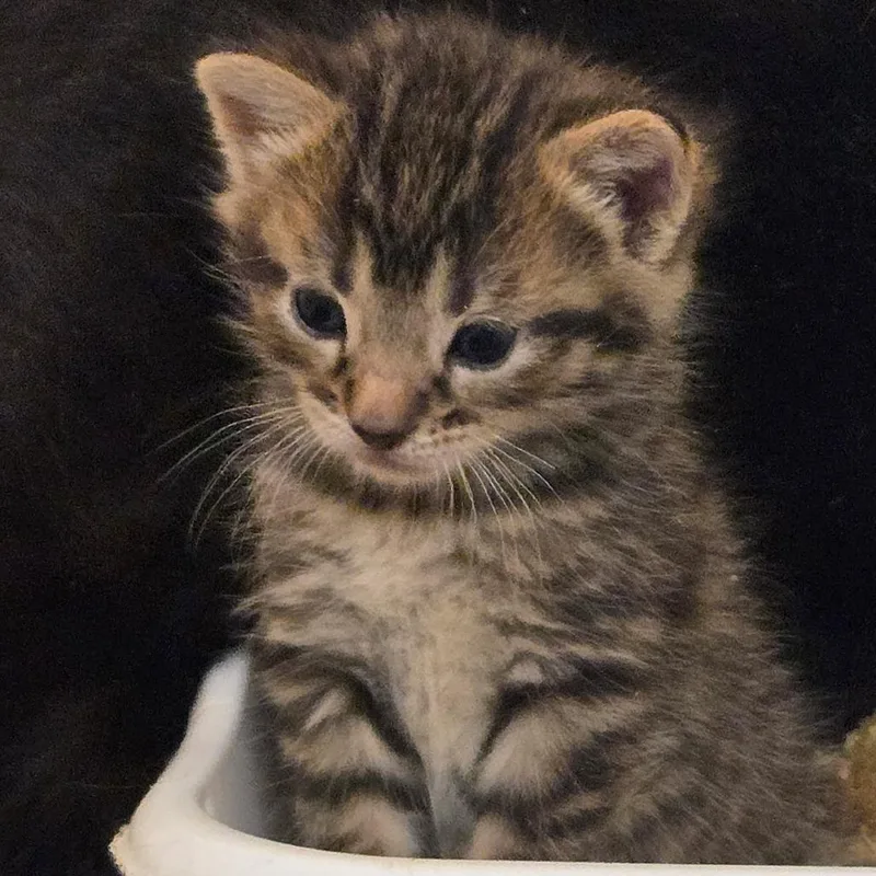 A baby small-sized male Brown / Chocolate Domestic Short Hair cat named Mocha for adoption in Bel Air, MD
