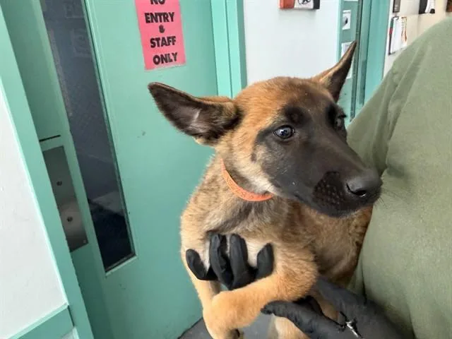 A baby small-sized female German Shepherd Dog dog named Scout for adoption in Antioch, CA