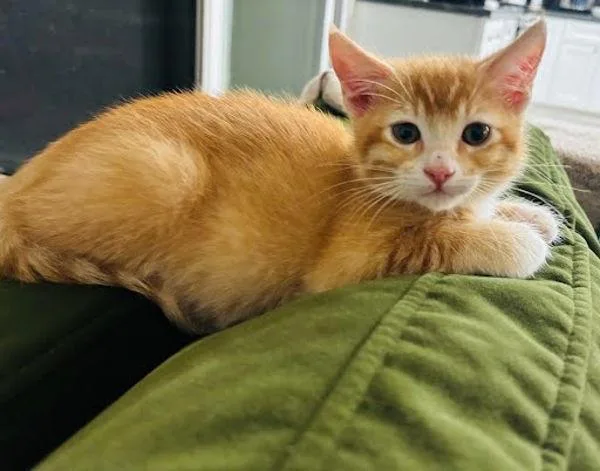 A baby small-sized male Domestic Short Hair cat named Thistle for adoption in Bonsall, CA