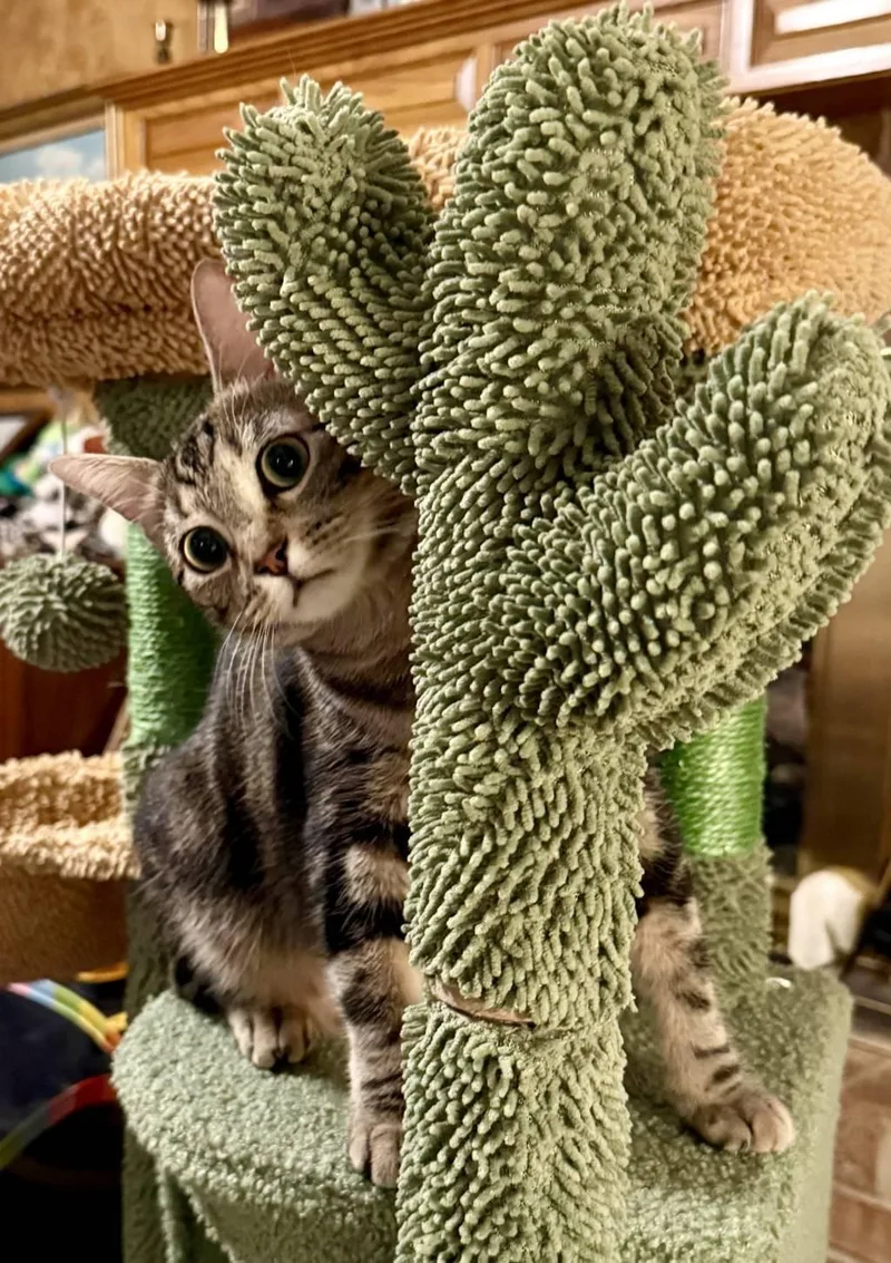 Miss Merryhill thumbnail 2