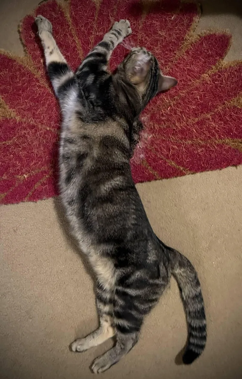 Miss Merryhill thumbnail 3