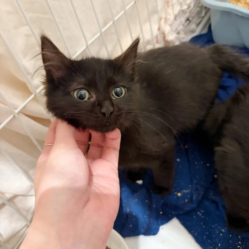 A baby small-sized female Domestic Medium Hair cat named Zinnia for adoption in Cumming, GA