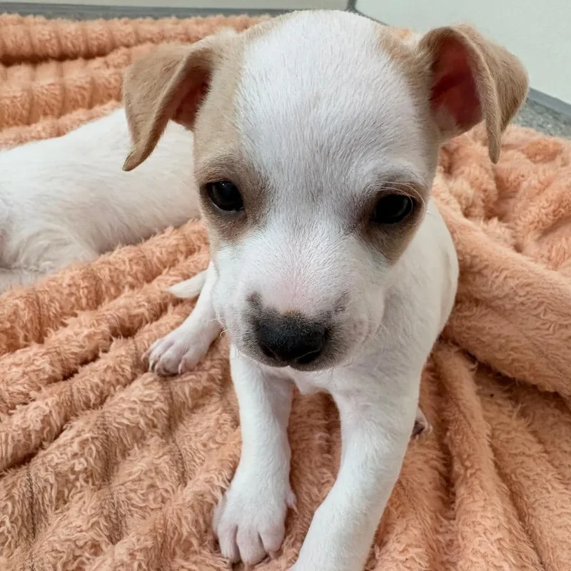 A baby small-sized male White / Cream Pekingese dog named Quiche for adoption in Branford, CT