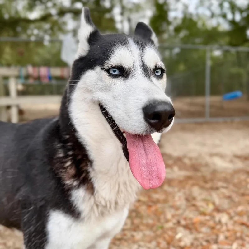 Cheyenne thumbnail 2