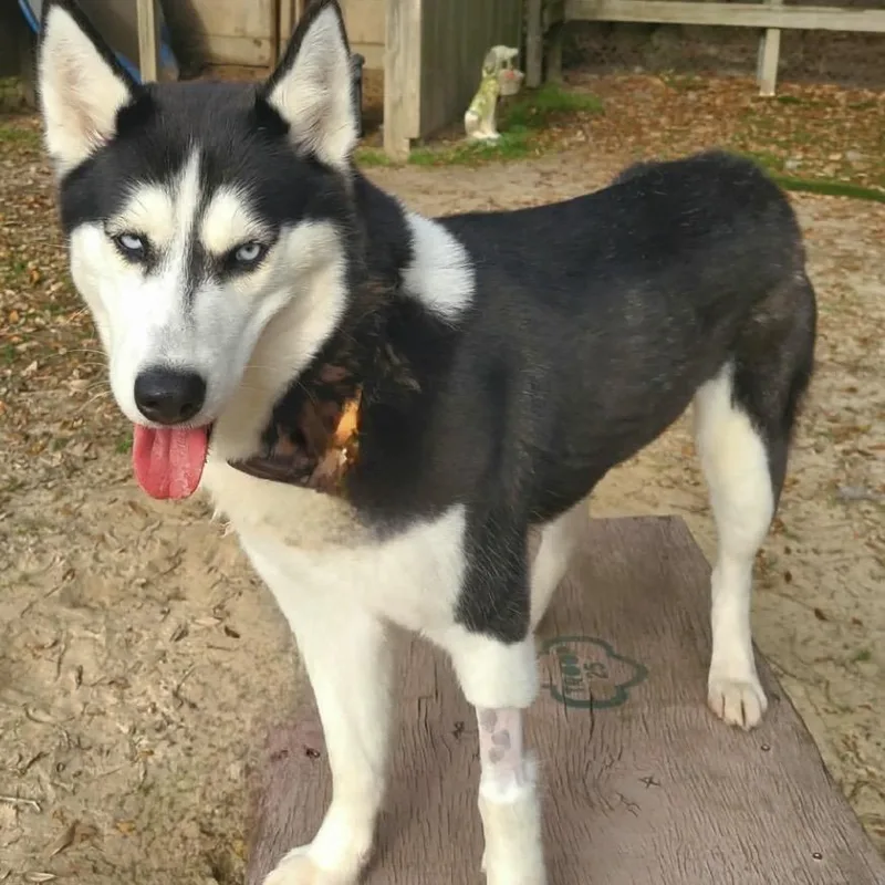 Cheyenne thumbnail 3