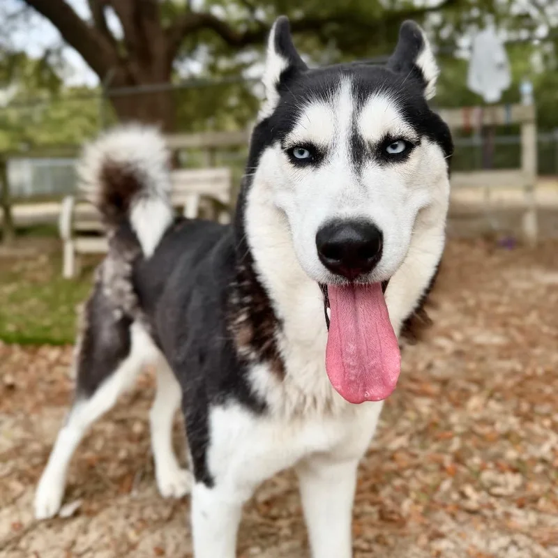 Cheyenne thumbnail 4