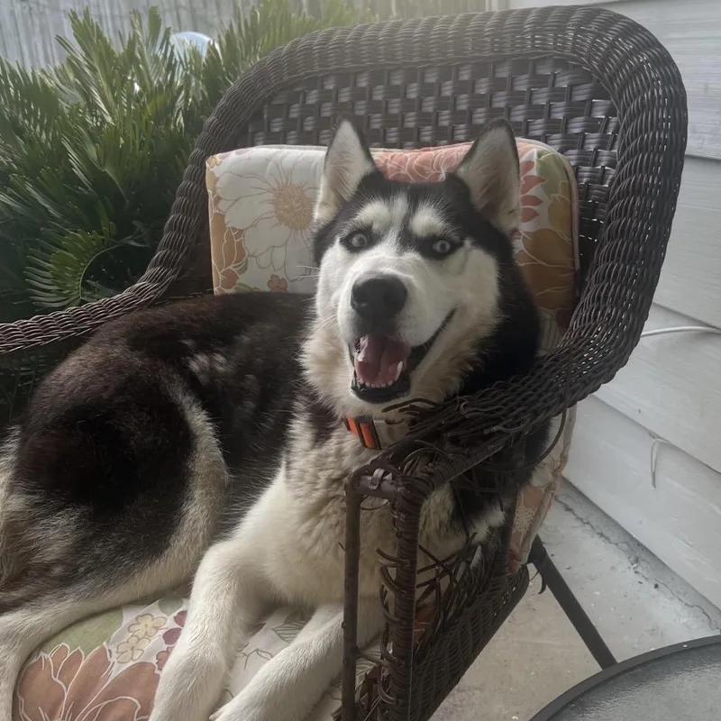 Cheyenne thumbnail 5