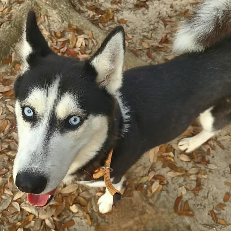 Cheyenne thumbnail 6