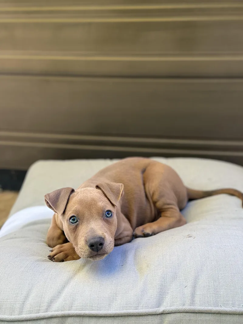 A baby large-sized male Doberman Pinscher dog named Aston for adoption in Lincoln, CA