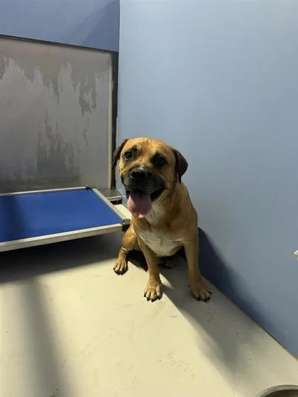 An adult medium-sized male Yellow / Tan / Blond / Fawn Mixed Breed dog named 61653365 for adoption in El Paso, TX