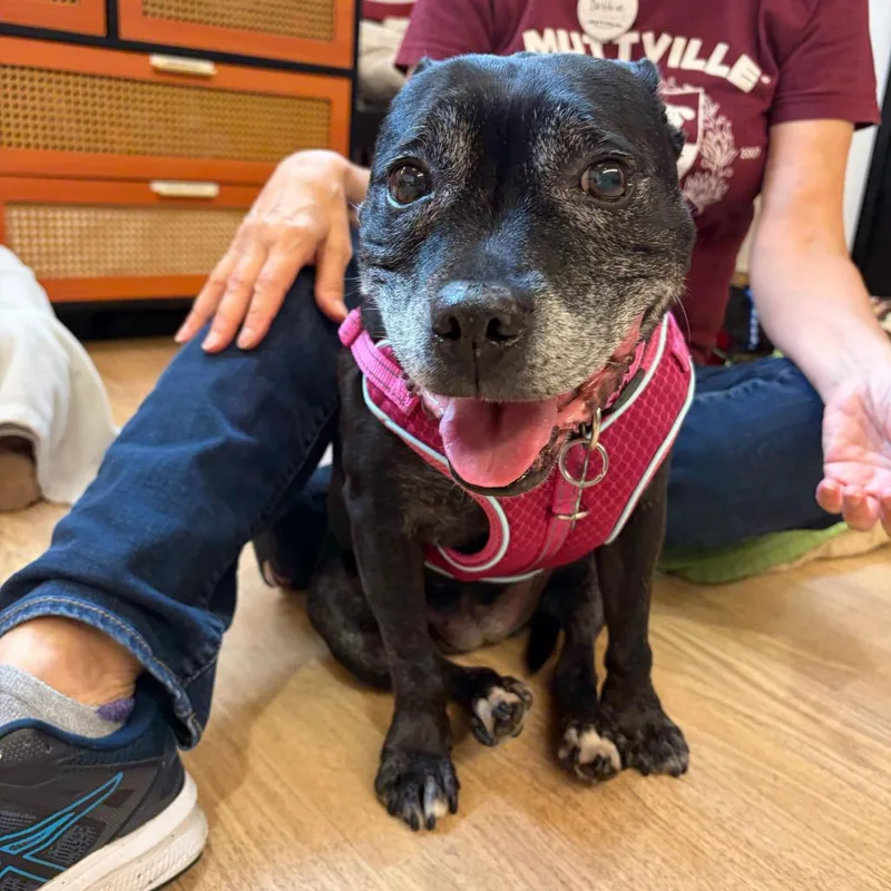 A senior medium-sized female Black American Staffordshire Terrier dog named Booties for adoption in San Francisco, CA