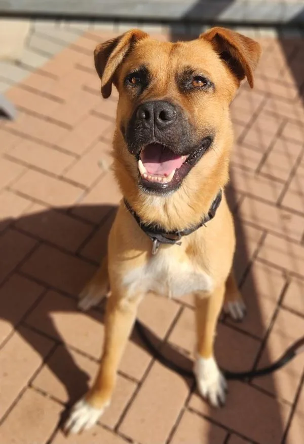 A young large-sized male Anatolian Shepherd dog named Fern for adoption in Austin, TX