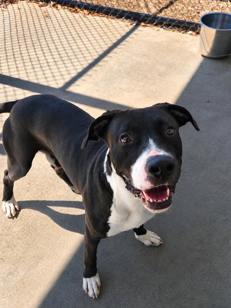 A young medium-sized male Mixed Breed dog named Oreo for adoption in Rome, GA
