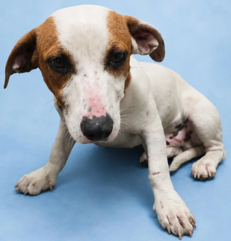 A young medium-sized male Jack Russell Terrier dog named Pete for adoption in Wauchula, FL