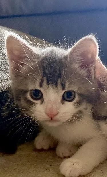 A baby small-sized female Gray & White Domestic Short Hair cat named Wendy for adoption in Telford, PA