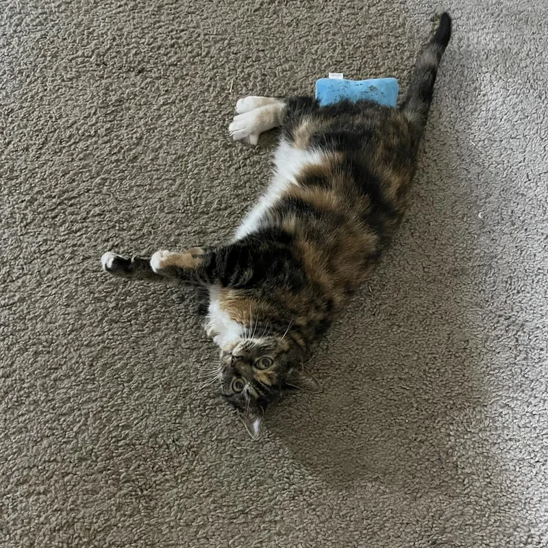 An adult small-sized female Calico Domestic Short Hair cat named Clara for adoption in Roanoke, VA