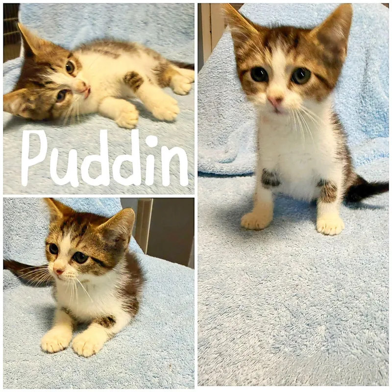 A young small-sized male Tabby (Buff / Tan / Fawn) Domestic Short Hair cat named Puddin for adoption in Saint James, MO