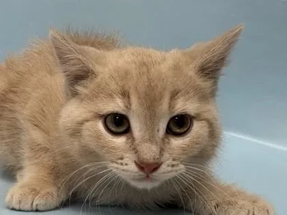 A baby small-sized male Domestic Long Hair cat named Jar Jar Binks for adoption in Woodbury, MN