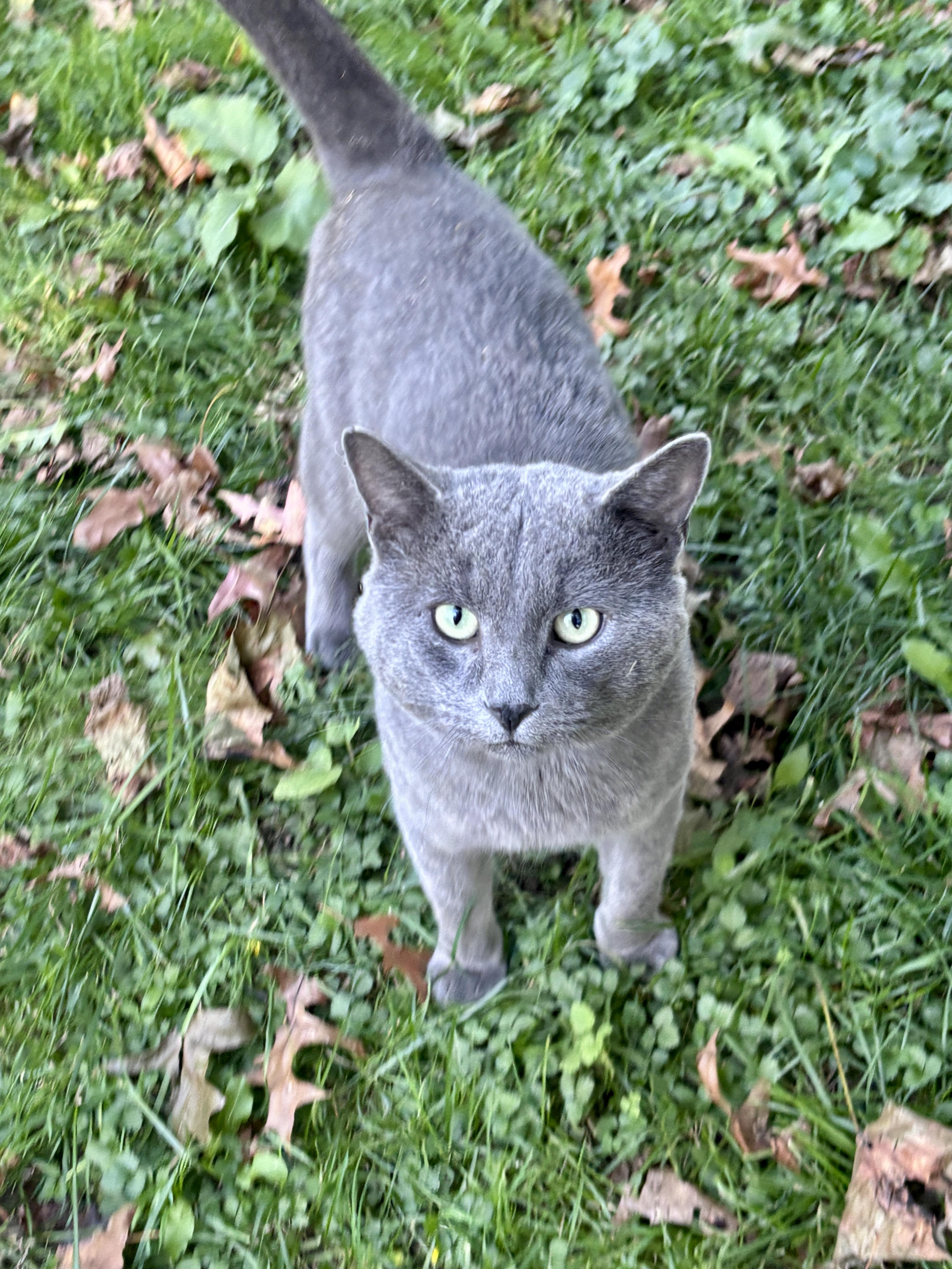 A young medium-sized male Gray / Blue / Silver Domestic Short Hair cat named Slater for adoption in Copley, OH