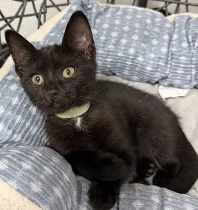 Tini