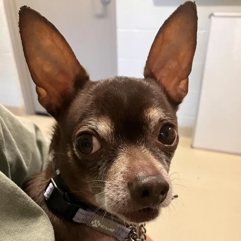 A senior small-sized male Brown / Chocolate Chihuahua dog named Kobe for adoption in Marshall, VA