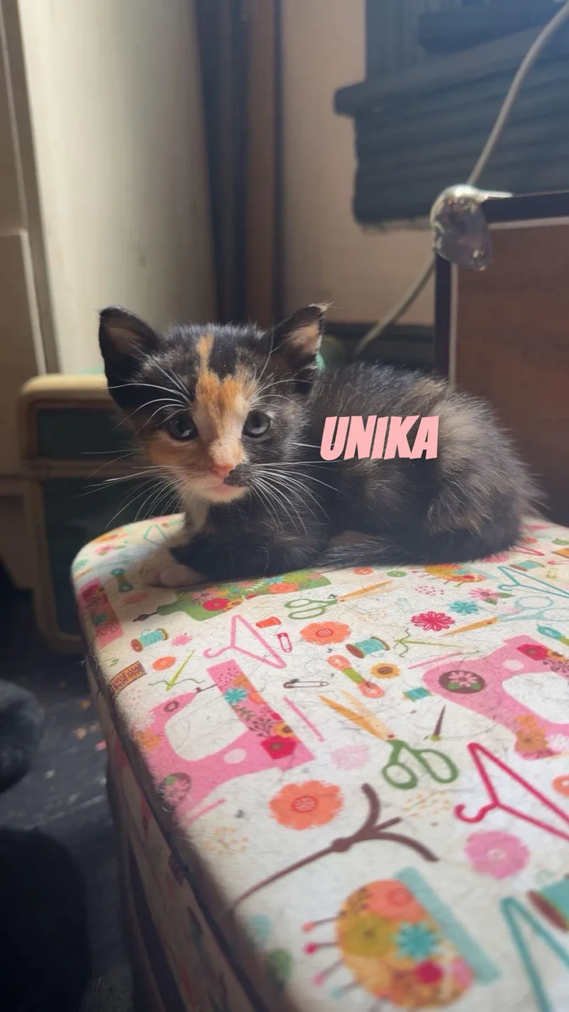 A baby small-sized female Tortoiseshell Domestic Short Hair cat named Unika for adoption in Kirksville, MO